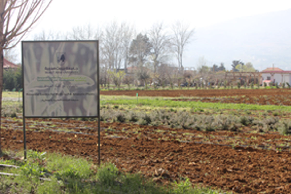 Herbal Garden